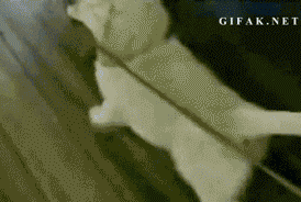 要说起汪界的“大嘴巴”，就不得不提大金毛了-21.gif