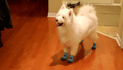 狗狗穿鞋，似魔鬼的步伐-3.gif