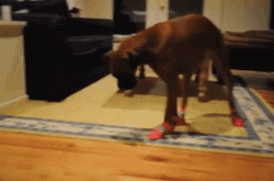 狗狗穿鞋，似魔鬼的步伐-5.gif
