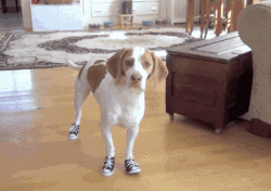 狗狗穿鞋，似魔鬼的步伐-6.gif
