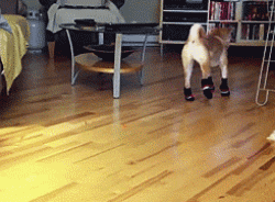 狗狗穿鞋，似魔鬼的步伐-7.gif