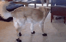 狗狗穿鞋，似魔鬼的步伐-8.gif