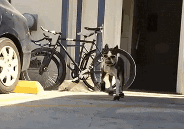 狗狗穿鞋，似魔鬼的步伐-10.gif
