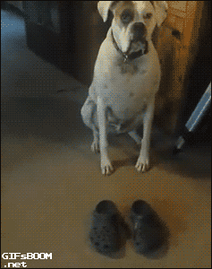狗狗穿鞋，似魔鬼的步伐-9.gif