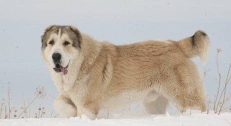 中国土狗真的土？月亮不是国外圆——国产犬种科普｜宠爱视角-3.jpeg