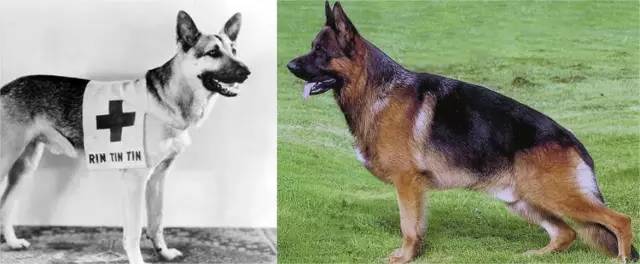 中国土狗真的土？月亮不是国外圆——国产犬种科普｜宠爱视角-4.jpeg