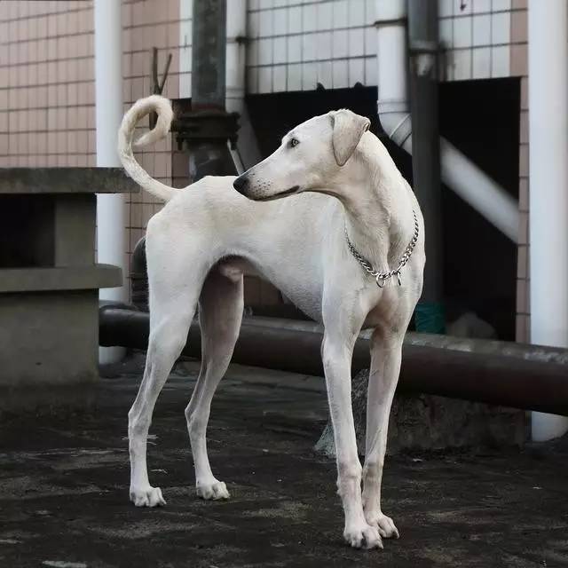 中国土狗真的土？月亮不是国外圆——国产犬种科普｜宠爱视角-8.jpeg