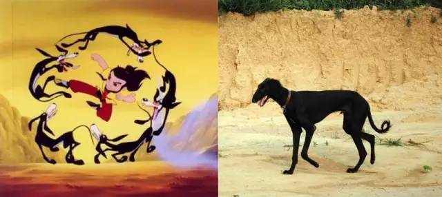 中国土狗真的土？月亮不是国外圆——国产犬种科普｜宠爱视角-7.jpeg