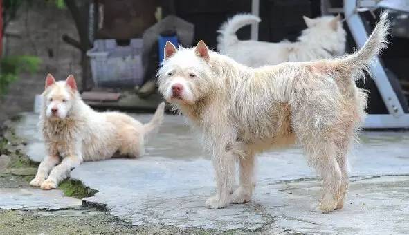 中国土狗真的土？月亮不是国外圆——国产犬种科普｜宠爱视角-10.jpeg