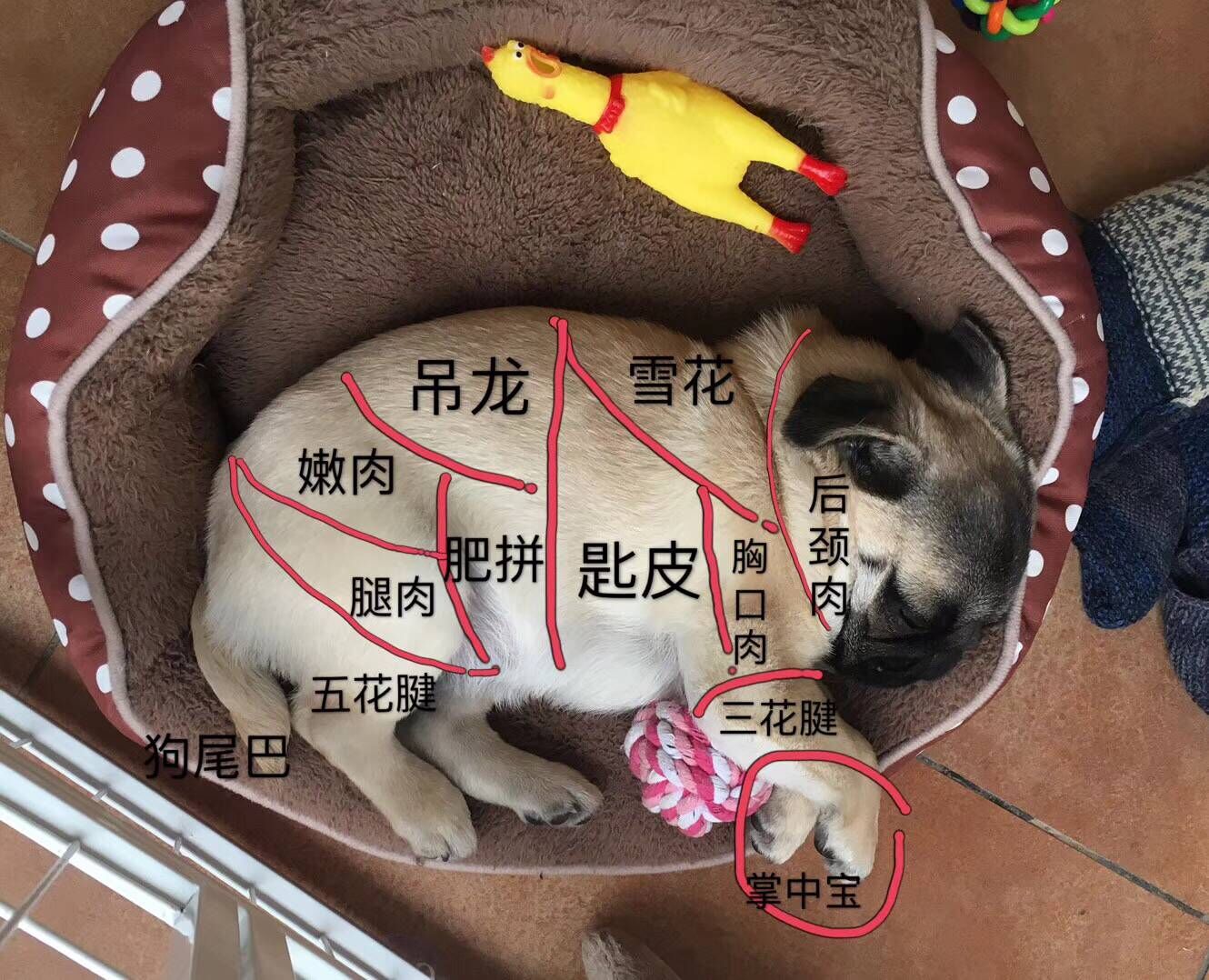 巴哥