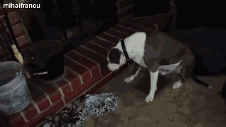 作为一只良心狗，搞完破坏我也后悔过-2.gif