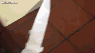 作为一只良心狗，搞完破坏我也后悔过-1.gif