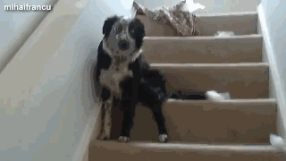作为一只良心狗，搞完破坏我也后悔过-5.gif
