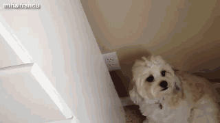 作为一只良心狗，搞完破坏我也后悔过-6.gif