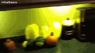 作为一只良心狗，搞完破坏我也后悔过-7.gif