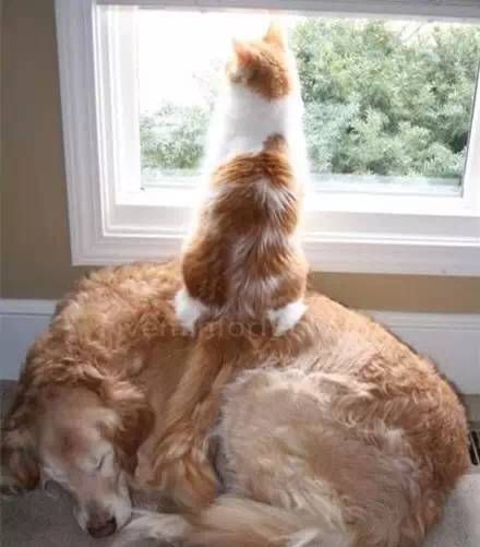 我是一只狗，我被猫睡过！-3.jpeg
