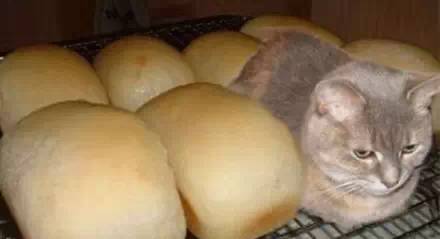 我是一只狗，我被猫睡过！-2.jpeg