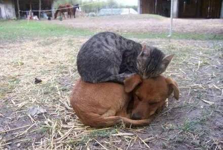 我是一只狗，我被猫睡过！-7.jpeg