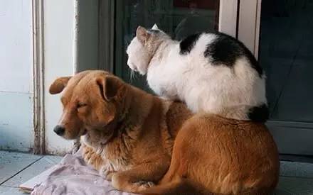 我是一只狗，我被猫睡过！-10.jpeg