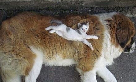 我是一只狗，我被猫睡过！-9.jpeg