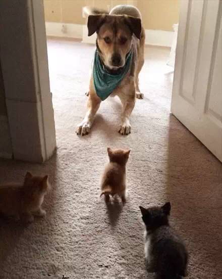 我是一只狗，我被猫睡过！-14.jpeg