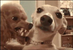 狗狗训练的十个秘密-1.gif