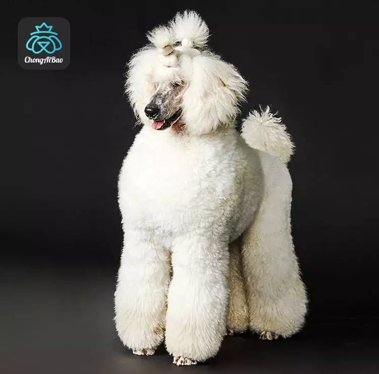 大型犬的大智慧，总有一款适合你｜宠爱知识-1.jpeg