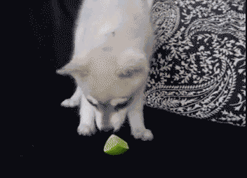 坑爹主人发神经给狗狗吃了柠檬，然后......-7.gif