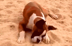 坑爹主人发神经给狗狗吃了柠檬，然后......-9.gif