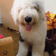 坑爹主人发神经给狗狗吃了柠檬，然后......-10.gif