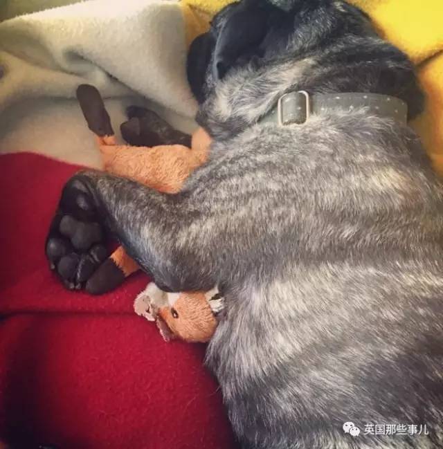 即将失去心爱的小狐狸，这只汪简直要悲伤逆流成河了-6.jpeg