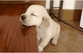 拒绝“星期狗”，识别宠物骗局-2.gif