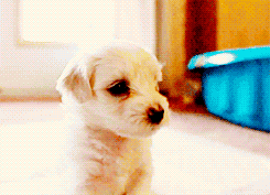 拒绝“星期狗”，识别宠物骗局-4.gif