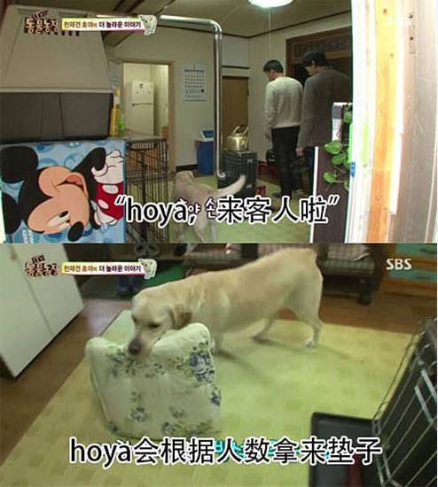 别人家的狗2.0版！家中有狗者慎入，没有对比就没有伤害-8.jpeg