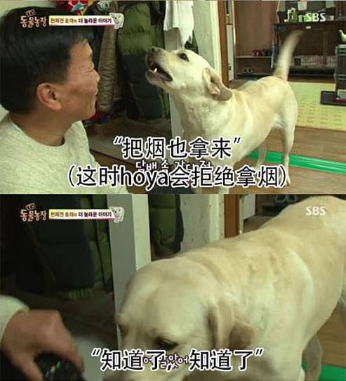 别人家的狗2.0版！家中有狗者慎入，没有对比就没有伤害-13.jpeg