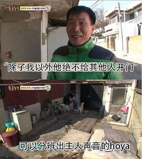 别人家的狗2.0版！家中有狗者慎入，没有对比就没有伤害-30.jpeg