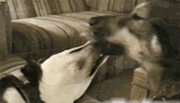 养了一只边牧，感觉每天都生活在套路的世界-5.gif
