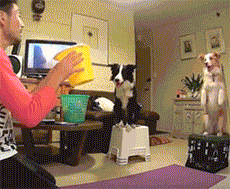 养了一只边牧，感觉每天都生活在套路的世界-8.gif
