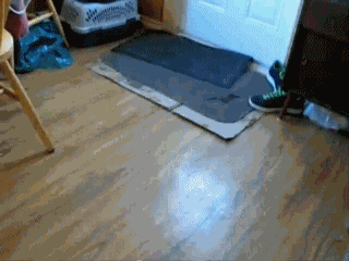 养了一只边牧，感觉每天都生活在套路的世界-11.gif