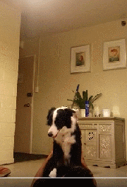 养了一只边牧，感觉每天都生活在套路的世界-14.gif