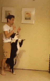 养了一只边牧，感觉每天都生活在套路的世界-15.gif
