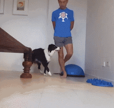 养了一只边牧，感觉每天都生活在套路的世界-19.gif