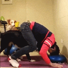 养了一只边牧，感觉每天都生活在套路的世界-21.gif