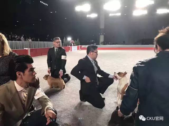 赛局 | AKC国家展落幕 CKU会员获佳绩-13.jpeg