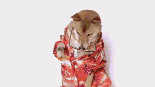 领养代替购买？ | 繁殖人招谁惹谁了-3.gif