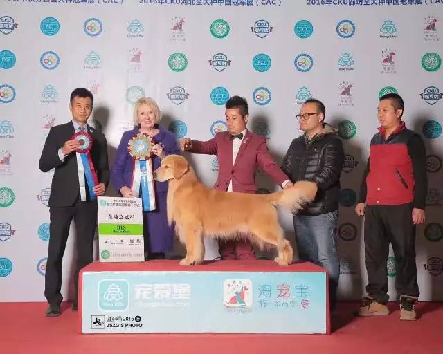 完美收官！2016全犬种排行出炉！-8.jpeg