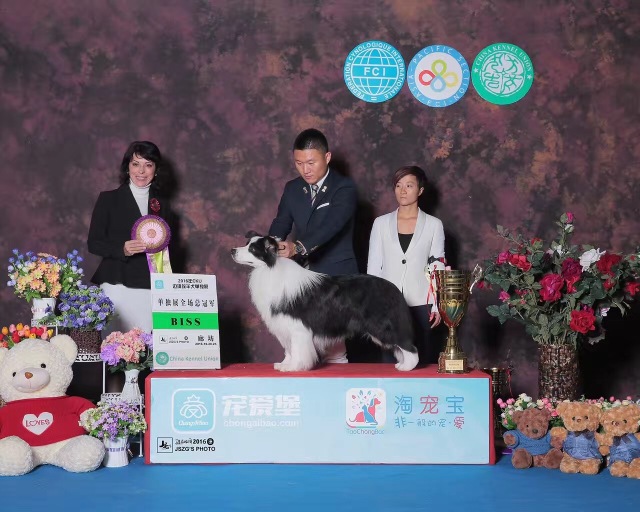 完美收官！2016全犬种排行出炉！-6.jpeg