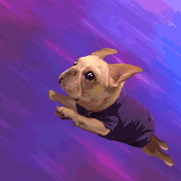 完美收官！2016全犬种排行出炉！-11.gif