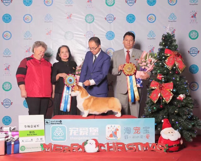 完美收官！2016全犬种排行出炉！-10.jpeg