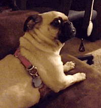 关于2016全犬种排行榜截止日期的申明-2.gif